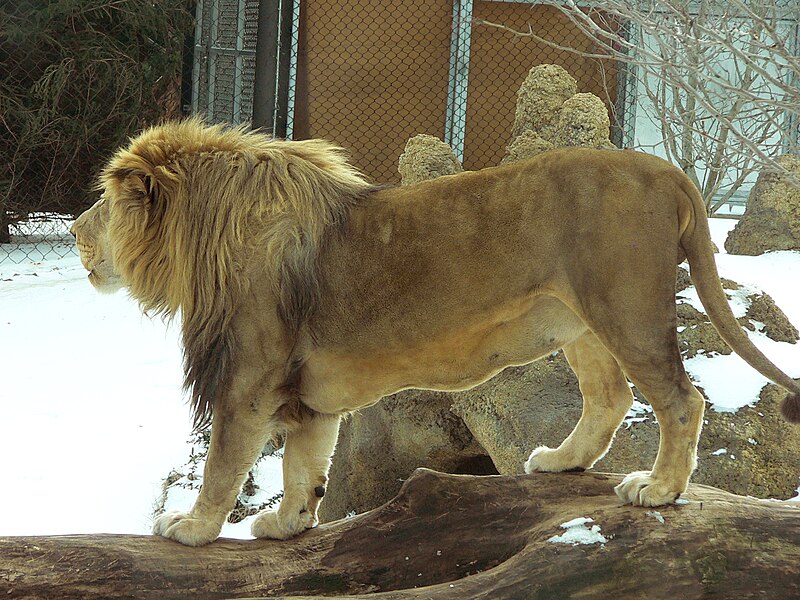 File:MP-panthera leo krugeri 8.jpg