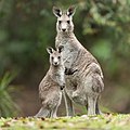 Macropus giganteus (Macropodidae)