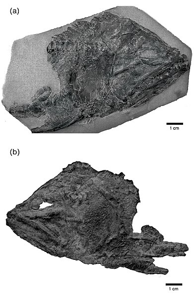 File:Motlayoichthys sergioi.jpg