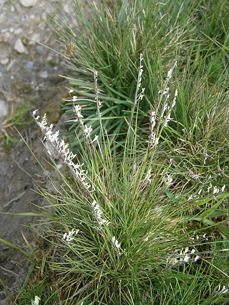 File:Nardus stricta 01.JPG