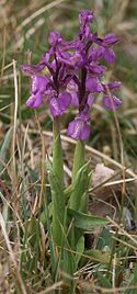 Green-winged orchid