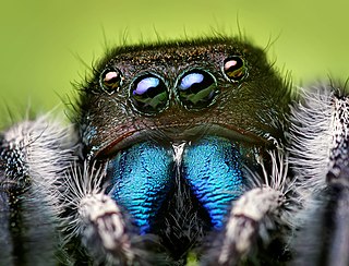 Phidippus audax portrait