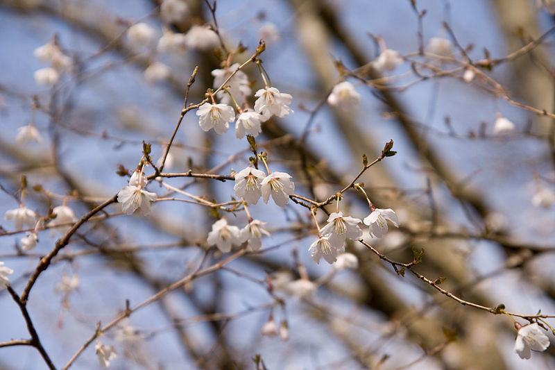 File:Prunus incisa 09.jpg