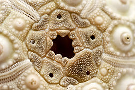 Close-up of a cidaroid sea urchin apical disc: the five holes are the gonopores, and the central one is the anus ("periproct"). The biggest genital plate is the madreporite.[15]