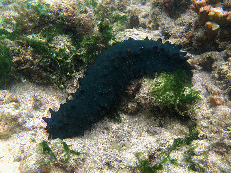 File:Stichopus chloronotus Réunion.jpg