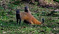 Stripe necked mongoose seen in Nagarahole Tiger reserve, Karnataka, India