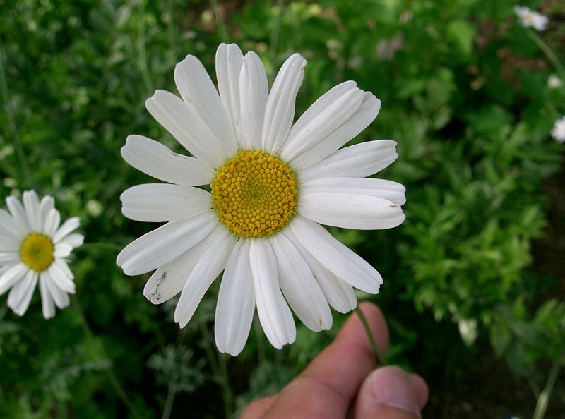 File:Tanacetum cinerariifolium1.jpg