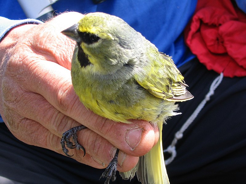 File:Yellow-bridled finch male.jpg