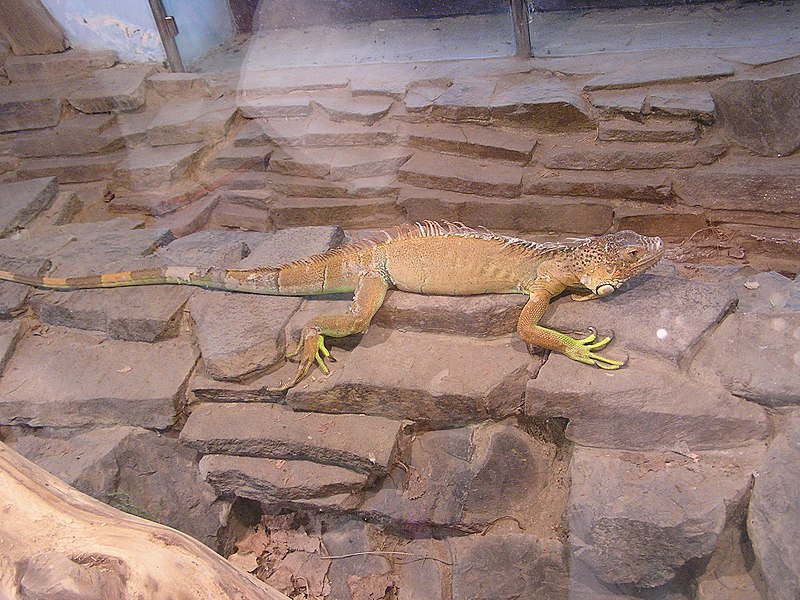 Файл:Zoo in dokuchaevsk 025.jpg