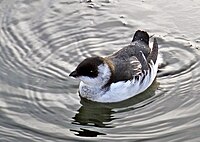 Little auk in winter plumage