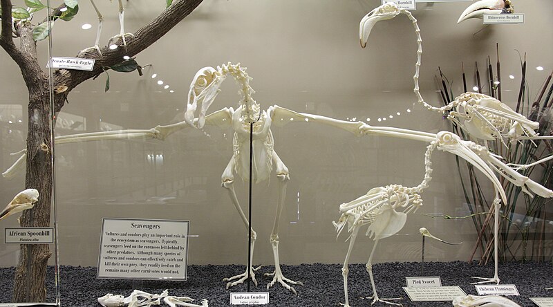 Archivo:Andean Condor skeleton.jpg