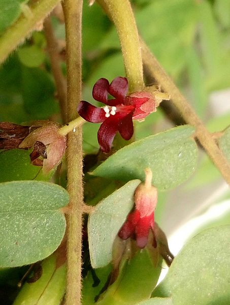 File:Averrhoa bilimbi flower beegala.jpg