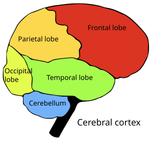 File:Brainlobes.svg