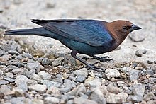 Brown-Headed Cowbird.jpg