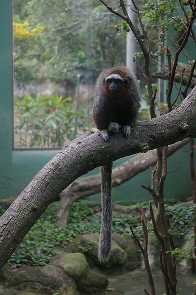 File:Callicebus ornatus.jpg