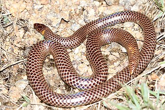 Dorsal view