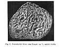 Perforaciones de Osprioneides en un estromatoporoide silúrico de Saaremaa, Estonia; véase Vinn, Wilson y Mõtus (2014).