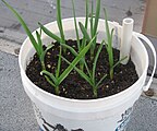 Garlic growing in a container.