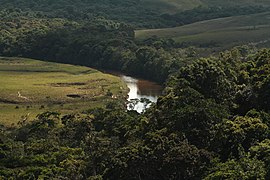 Vegetación en la Gran Sabana, estado Bolívar.