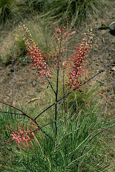 File:Grevillea dryandri.jpg