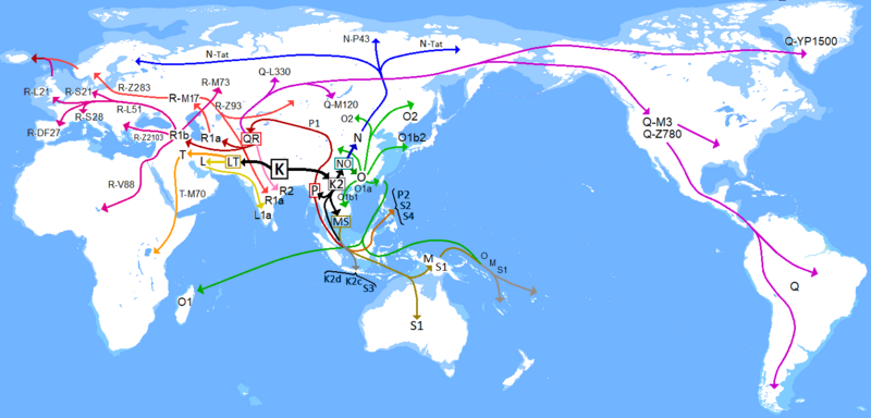 Archivo:Haplogroup K of Y-DNA.png