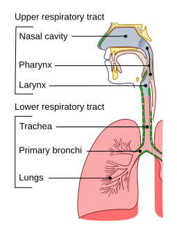 File:Illu conducting passages.svg