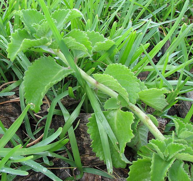 File:IndianBorage.jpeg