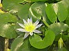 Nymphaea thermarum flower