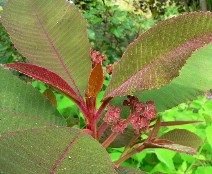 File:Saurauia madrensis 2.jpg