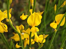 Spartium junceum (flowers).jpg