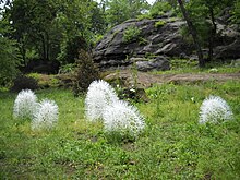 Site specific installation for The Flux Art Fair, Marcus Garvey Park, New York, NY 2016