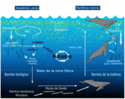 Diagrama del ciclo de nutrientes