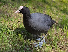 Лысуха Fulica atra