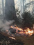 Fire burning in Nelder Grove on September 10, 2017.