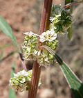 Thumbnail for Amaranthus fimbriatus