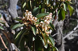 Arbutus xalapensis, Texas madrone flowers