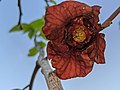 Asimina triloba flower showing pollinators