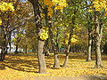 Autumn in Kharkiv