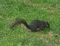 Black squirrel in Princeton, New Jersey