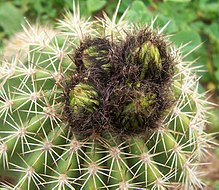 Cactus flower buds.jpg