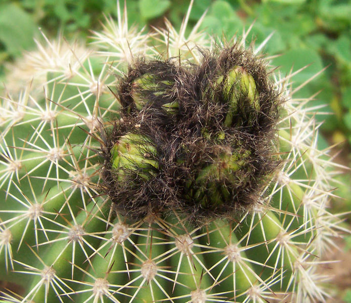 File:Cactus flower buds.jpg