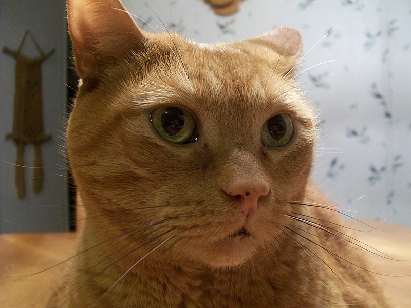 File:Cat Close Up.jpg