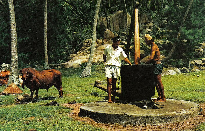 File:Coconut oil making Seychelles.jpg