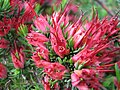 Darwinia grandiflora in Royal Botanic Gardens, Cranbourne