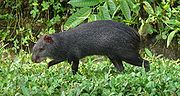 Thumbnail for Black agouti