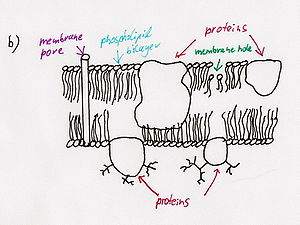 Destroyed membrane