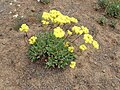 E. compositum (yellow flowered form)