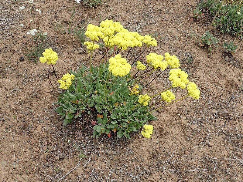 File:Eriogonum compositum 45117152.jpg