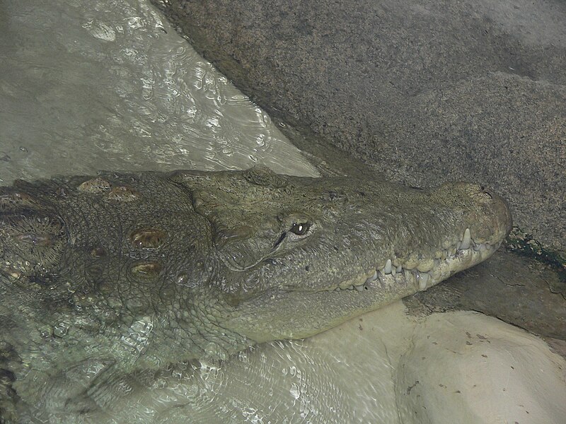 File:MP-Crocodylus acutus 2.jpg