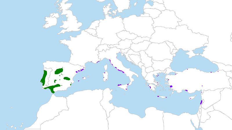 File:Mapa Pinus pinea.png